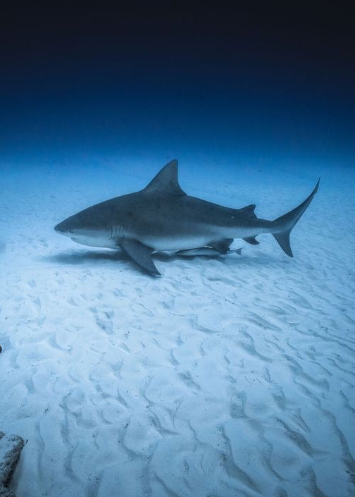Buceo Certificado con Tiburon Toro