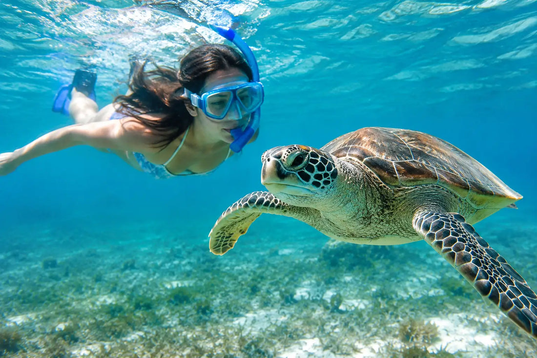 ¿Se puede nadar con tortugas en Akumal de verdad?