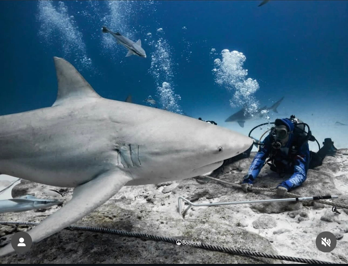 Buceo Certificado con Tiburon Toro