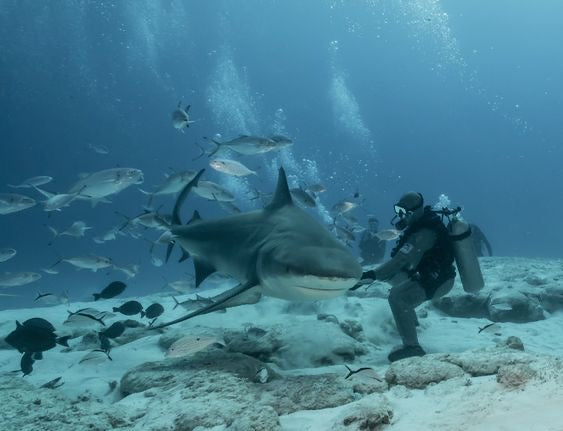 Buceo Certificado con Tiburon Toro