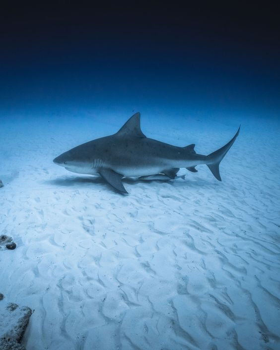 Buceo Certificado con Tiburon Toro