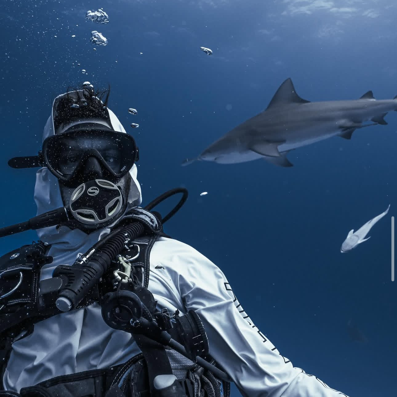 Buceo Certificado con Tiburon Toro