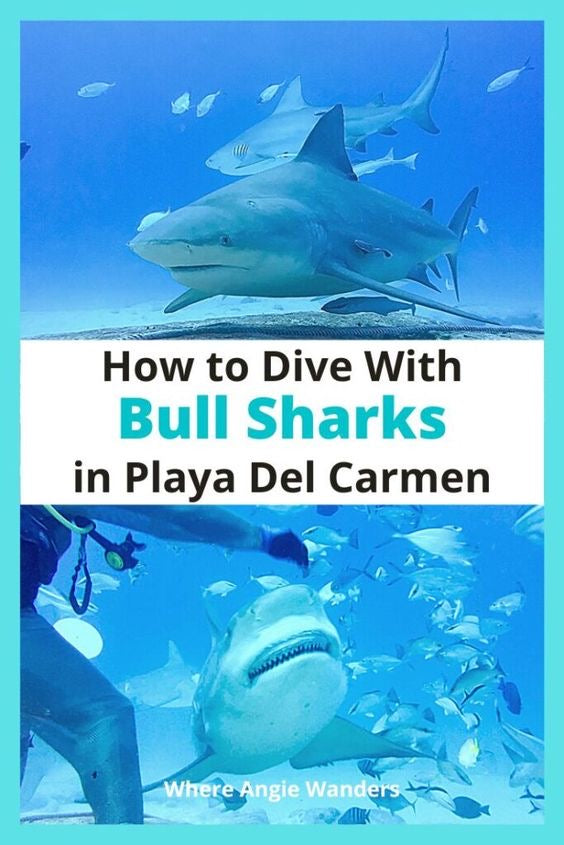 Buceo Certificado con Tiburon Toro