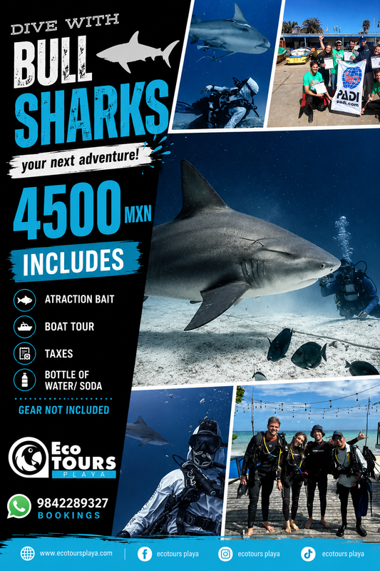 Buceo Certificado con Tiburon Toro