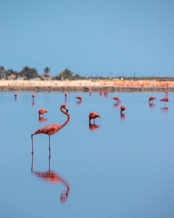 COLORADAS + RIO LAGARTOS