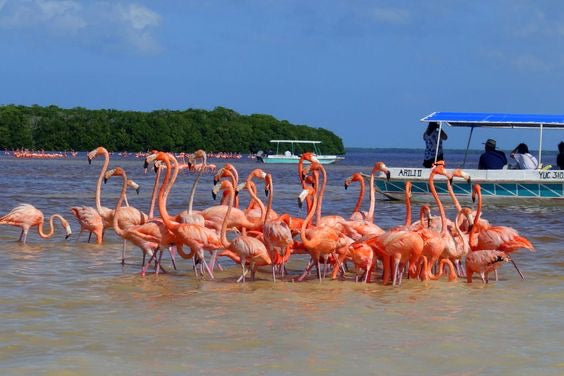COLORADAS + RIO LAGARTOS