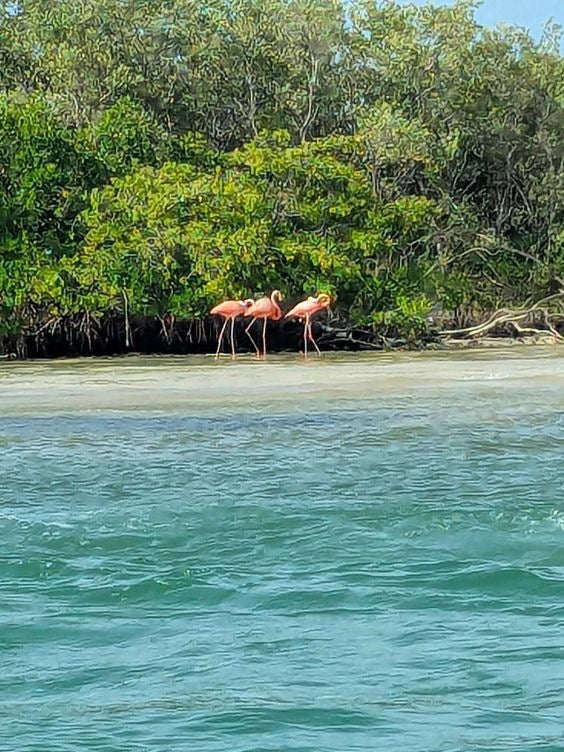 COLORADAS + RIO LAGARTOS
