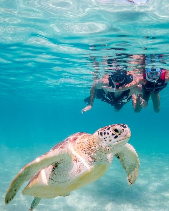 AKUMAL EXPRESS: Akumal Tortugas + Cenote