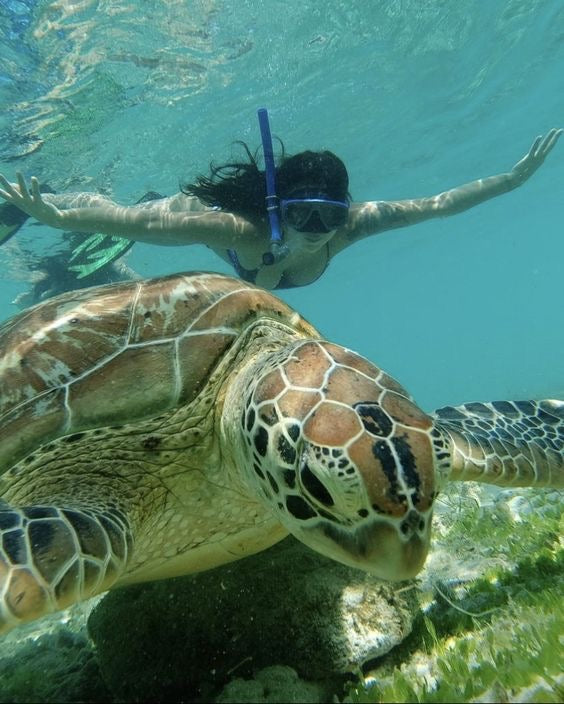 AKUMAL EXPRESS: Akumal Tortugas + Cenote