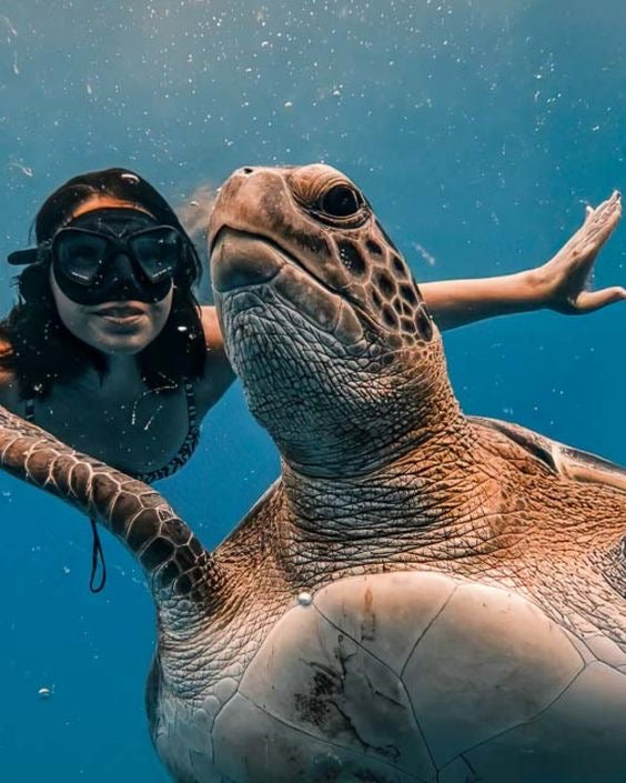 AKUMAL EXPRESS: Akumal Tortugas + Cenote
