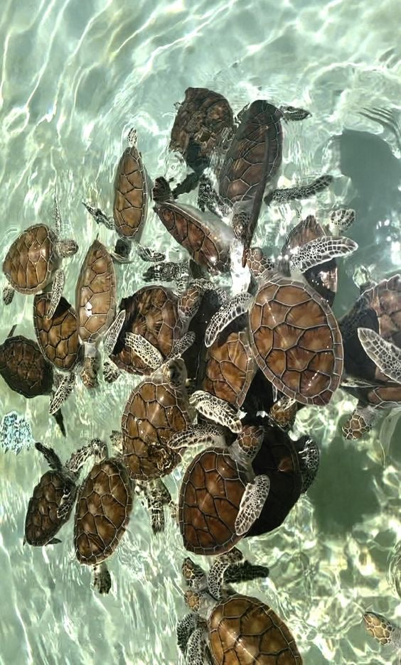 AKUMAL ADRENALINE: Akumal Tortugas + Cuatrimotos + Cenote