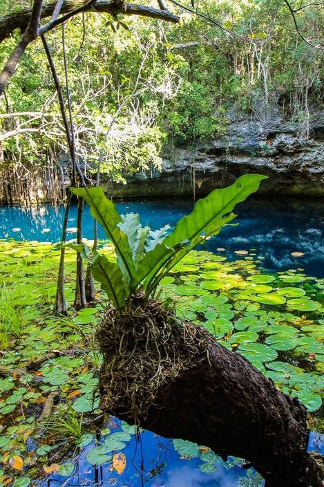 Xenotes Cancún el mejor Tour de Cenotes | $2,400 MXN