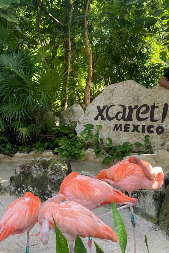 Xcaret Plus: Entrada + Comida Buffet