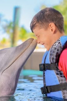 Nado con Delfines | Dolphin Encounter 40 mins | Puerto Aventuras
