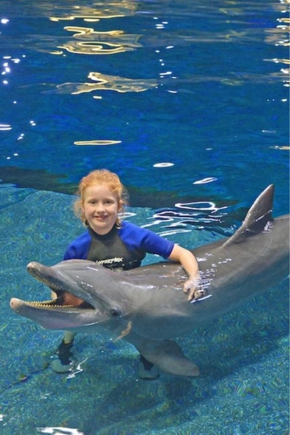 Nado con Delfines | Dolphin Encounter 40 mins | Puerto Aventuras