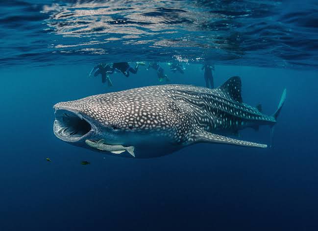 Nage avec les requins baleines et visite de la plage d'Isla Mujeres