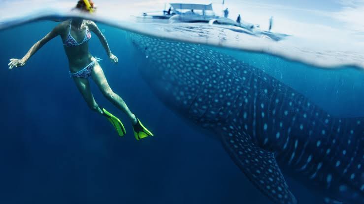 Nage avec les requins baleines et visite de la plage d'Isla Mujeres