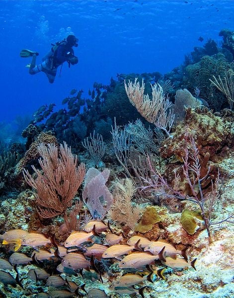 BUCEO CERTIFICADO O PRINCIPIANTE CON DOS TANQUES EN COZUMEL